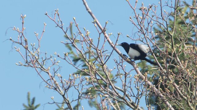 A Magpie, Pica pica, at the top of a tree in windy weather. Spring. UK
