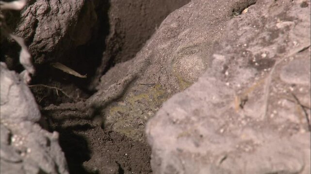 Close up African bullfrog (Pyxicephalus adspersus) burying itself in sand