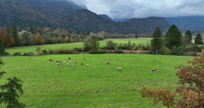 Cows graze peacefully in a lush green pasture with mountain backdrop