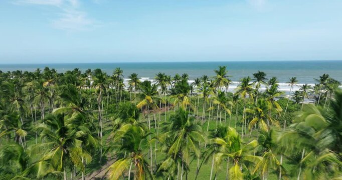 Flyover Tropical Palm Trees And Beaches At Morrocoy National Park In Venezuela. Aerial Drone Shot