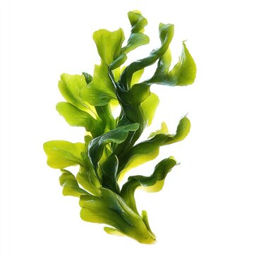 Sea Lettuce seaweed plant white.