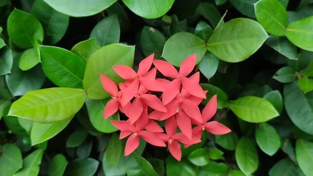Beautiful red Ixora chinensis or Jungle Geranium blooms against a backdrop of lush green foliage. Tropical flowering plants in the garden