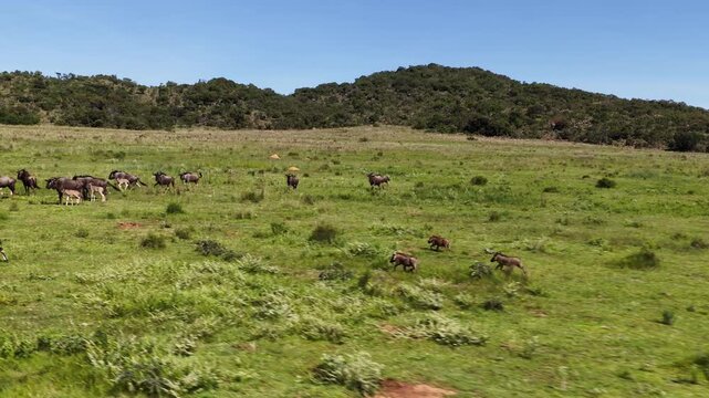 Aerial slow motion of warthogs joining wildebeest herd with calves