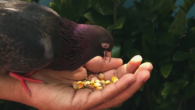 Close-up of a domestic pigeon feeding on grains from a person's hand during a bright summer day in an outdoor setting.