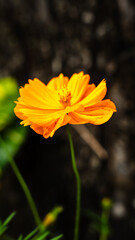 Fototapeta premium Close-up Single Yellow Cosmos Flower Blooming in Garden