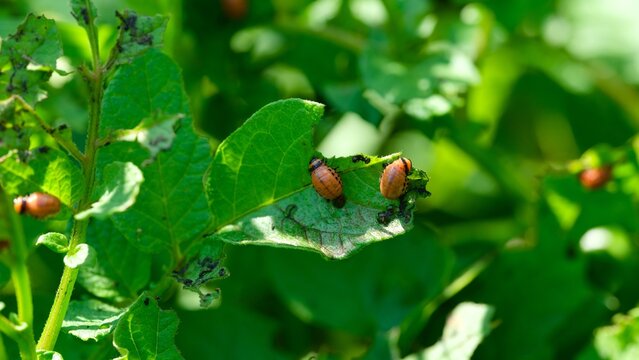 Colorado potato beetle larvae eating green potato leaves in the garden.