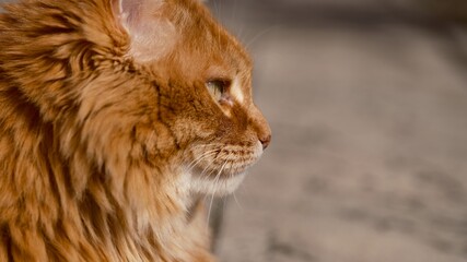Profile portrait of a ginger long-haired cat outdoors. © rosinka79