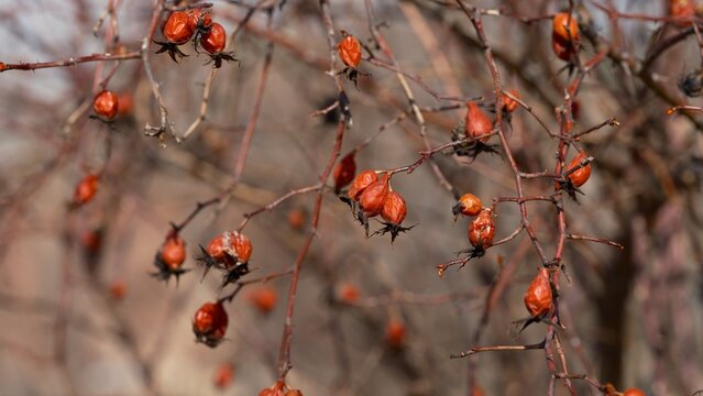 Dried red rose hips hanging on thorny branches in the garden.