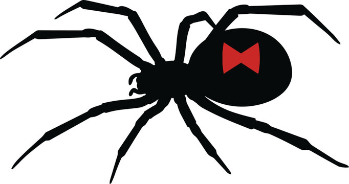 Black widow spider with bow.