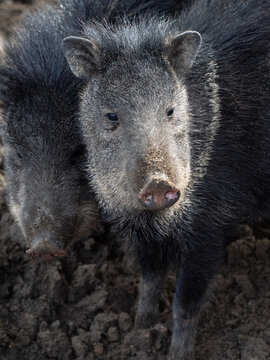 Two collared peccaries huddling together in muddy natural habitat
