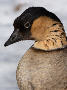 Hawaiian nene goose portrait close up with snowy background