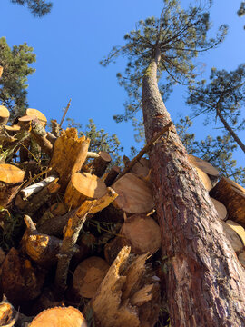 Low Angle View of Pine Timber Stack and Standing Trees in Ovar Forest