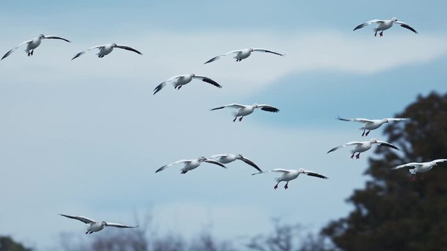 着水するハクガンの群れ (スローモーション)