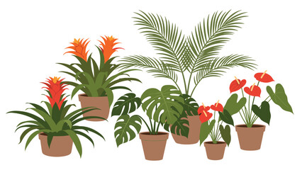 Obraz premium Set of vibrant tropical houseplants including monstera and bromeliad in terracotta pots for home decoration.