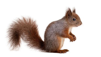 Red squirrel sitting with bushy tail and paws clasped © Gabriela