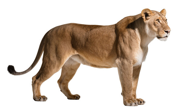Tan female lion standing sideways with long tail and focused gaze