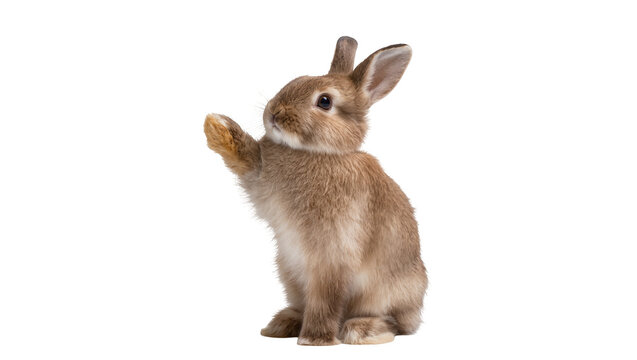 Cute Brown Baby Rabbit Sitting Upright with Raised Paw
