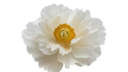 Delicate Creamy White Poppy Flower with Yellow Stamens © Lukas