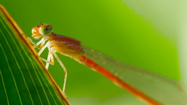macro of a red damselfly on a green leaf with shimmering dappled sunlight, peaceful nature background with beautiful bokeh