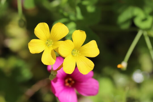 日本の春の道端に咲く黄色いカタバミの花とピンク色のイモカタバミの花
