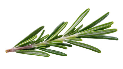 Fototapeta premium Fresh sprig rosemary, aromatic herb displaying needle-like leaves and woody stem