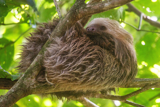 Hoffmann&rsquo;s Two-toed Sloth (Choloepus hoffmanni)