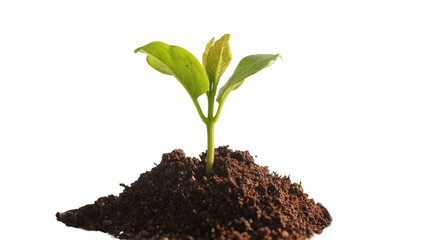 Young Green Plant Sprout Growing from Dark Brown Soil Mound © Gabriela