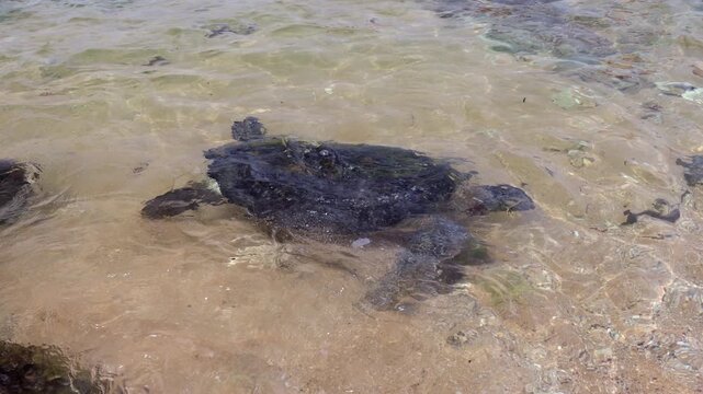 Sea Turtle Swim in Shallow Water: Explore the Wild Side with a Rare Glimpse of this Ancient Reptile in its Natural Habitat. Sri Lanka island, Asia.