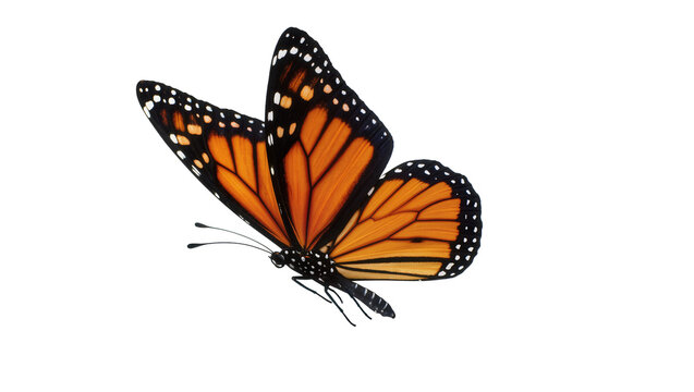 Monarch Butterfly Resting with Orange Wings and Black Veins