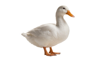 Fluffy white duck standing, displaying orange beak and webbed feet © Lukas