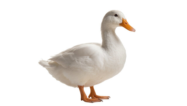 Fluffy white duck standing, displaying orange beak and webbed feet