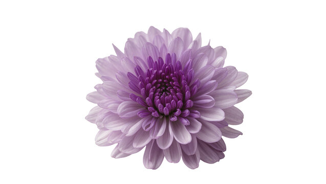 Delicate lavender chrysanthemum blossom, displaying layered petals and a central disc