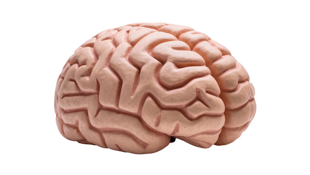 Detailed human brain model with complex surface folds and ridges