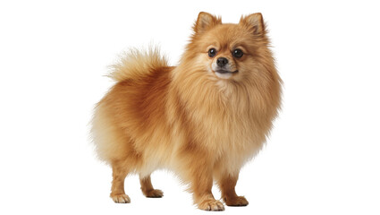 Obraz premium Fluffy Orange Pomeranian Dog Standing with Furry Mane and Tail