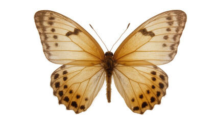Detailed Brown Spotted Butterfly with Delicate Wing Veins © Gabriela