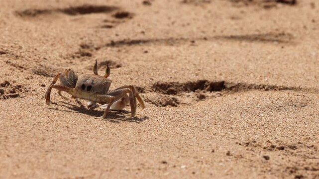 Small Crab Digging Hole in the Sand, Miniature Beach Dweller Creating a Sand Mound. Close-Up View of Crab Activity on the Shoreline. Sri Lanka island in Asia.
