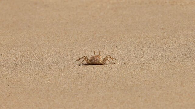 Tiny Crab On Golden Sand: A Small Coastal Crustacean Moves Across the Beach, Exploring the Shoreline of a Tropical Environment. Sri Lanka island in Asia.