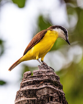 Great Kiskadee (Pitangus sulphuratus)