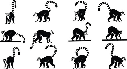 Ring tailed lemur vector set, black silhouette primate poses, wildlife illustration, exotic animal col © Mim