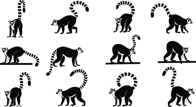 Ring tailed lemur vector set, black silhouette primate poses, wildlife illustration, exotic animal col