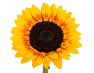 Obraz premium Radiant Sunflower Blossom - A Close-Up of Natures Beauty.