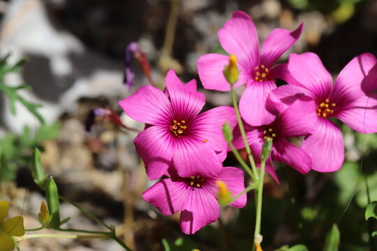 日本の春の道端に咲くピンク色のイモカタバミの花