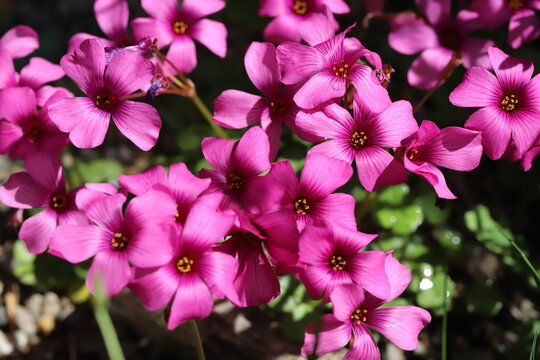 日本の春の道端に咲くピンク色のイモカタバミの花