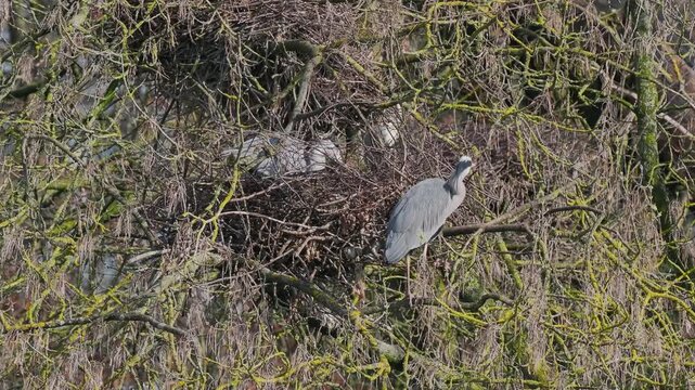 Grey Heron (ardea cinerea ) in a Heronry.