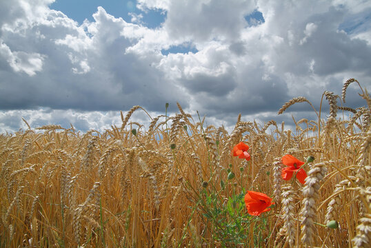 Weizenfeld im Sommer