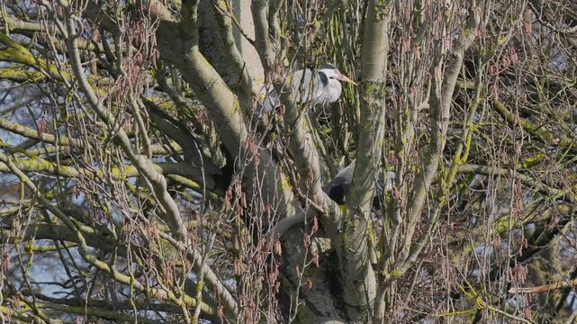 Grey Heron (ardea cinerea ) in a Heronry.