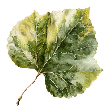 Stylized watercolor Poplar Leaf vector, modern artistic illustration with high-quality details on a pure white background.