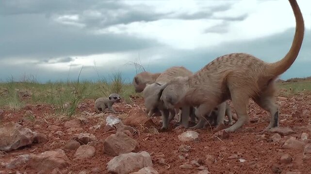 free living meerkats or suricate family with young offspring 11.5