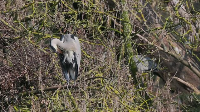 Grey Heron (ardea cinerea ) in a Heronry.