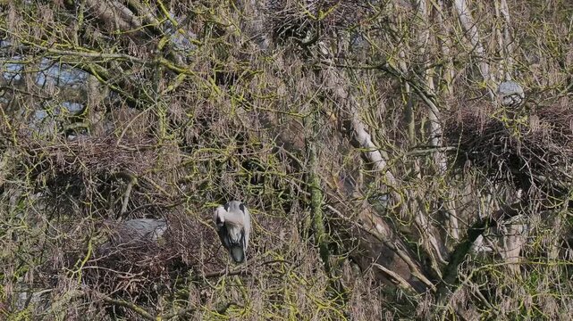 Grey Heron (ardea cinerea ) in a Heronry.